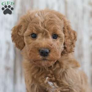 Josefina, Mini Goldendoodle Puppy